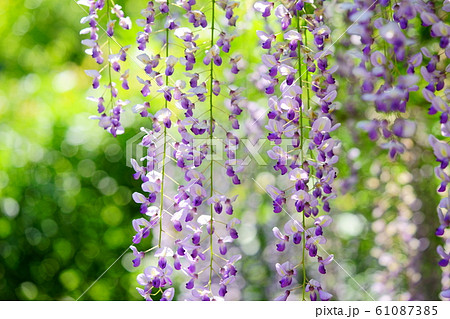 春日大社萬葉植物園の藤3 春日大社萬葉植物園の藤3 61087385