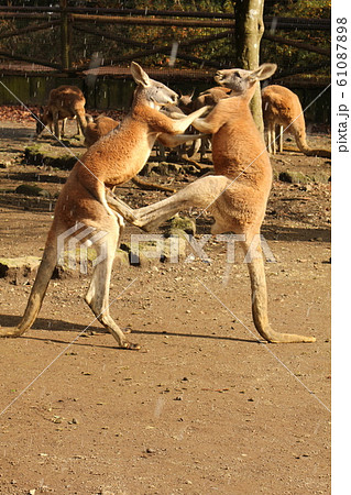 カンガルーの飛び蹴りの写真素材 [61087898] - PIXTA