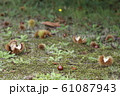 栗拾い 61087943