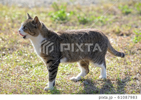 真鍋島の野良猫（キジ白) 61087983