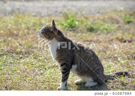 真鍋島の野良猫（キジ白) 61087984