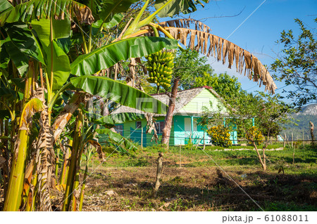 Vinales Valley. Typical view of Valle de Vinales 61088011