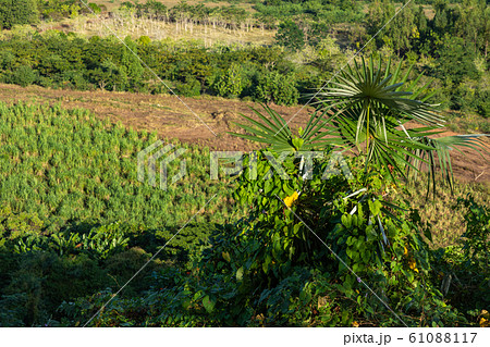 Valle de los Ingenios (Valley sugar mills) in Cuba 61088117