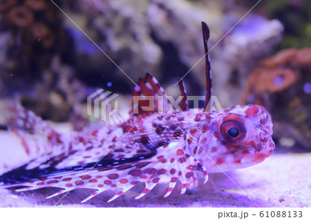 海底を歩く魚 セミホウボウ 海底を歩く魚 セミホウボウ 61088133