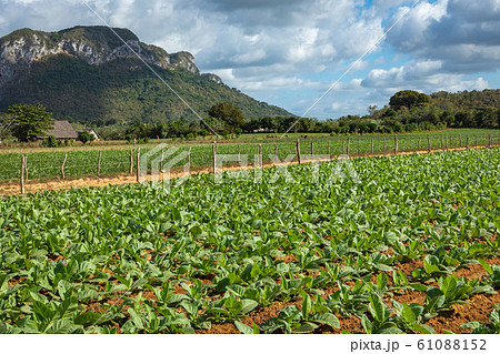 Vinales Valley. Typical view of Valle de Vinales Vinales Valley. Typical view of Valle de Vinales 61088152