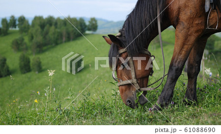 Beautiful horses in a wild nature grazing on the top of a mountain Beautiful horses in a wild nature grazing on the top of a mountain 61088690