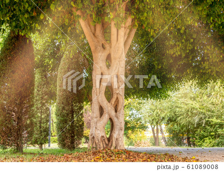 Designed tree stem in a beautiful natural public park 61089008