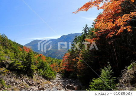 北八ヶ岳 秋 紅葉 北八ヶ岳 秋 紅葉 61089037