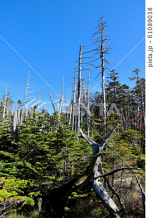 蓼科山登山道 縞枯れ風景 縦位置 蓼科山登山道 縞枯れ風景 縦位置 61089038