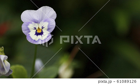 パンジーの花 パンジーの花 61089126