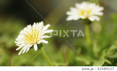 シロイタンポポの花 シロイタンポポの花 61089127