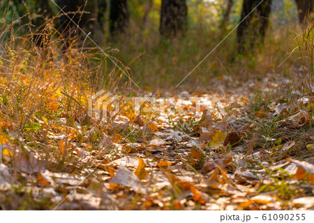 Autumn wild forest. Well-trodden path, fallen Autumn wild forest. Well-trodden path, fallen 61090255
