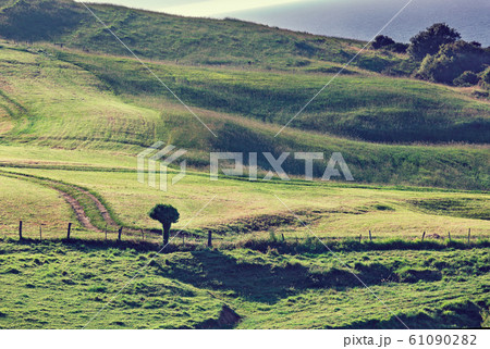 Lonely tree and the road Lonely tree and the road 61090282