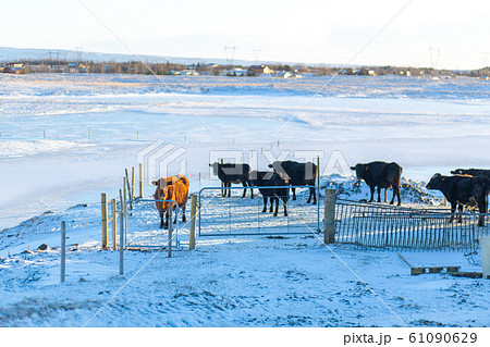 Farm in winter in a small town in iceland. Cows Farm in winter in a small town in iceland. Cows 61090629