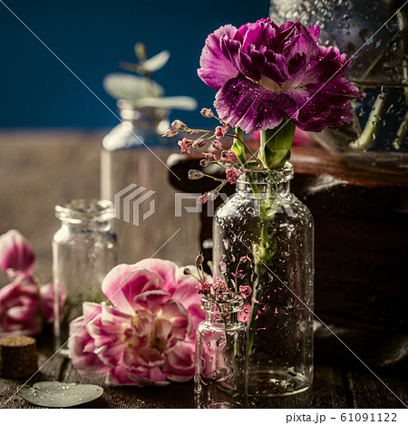 Beautiful purple carnation in glass vase 61091122