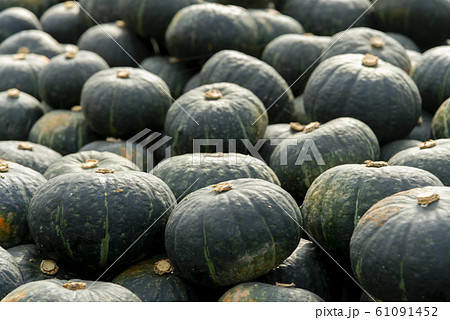 たくさんの美味しいかぼちゃの収穫 61091452