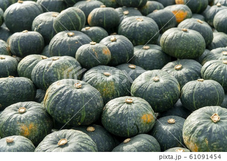 たくさんの美味しいかぼちゃの収穫 61091454