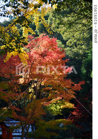 布引の秋 布引の秋 61091903