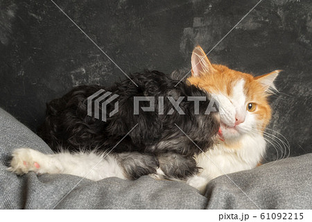 cat barely tolerates with disgust as the puppy cat barely tolerates with disgust as the puppy 61092215