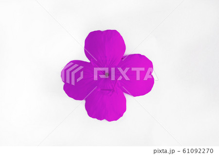 pink lilac single flower with four petals isolated on white background 61092270