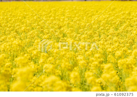 菜の花畑 菜の花畑 61092375