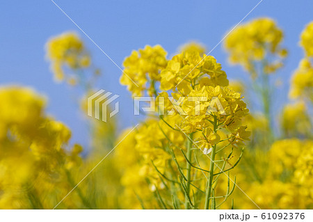 鹿児島都市農業センターの菜の花畑 61092376