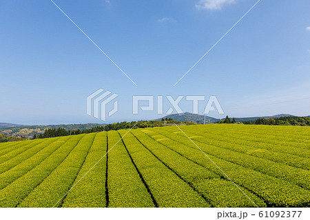 長島町の茶畑 長島町の茶畑 61092377