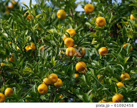 オレンジ色の実をつけるタチバナ 61092458