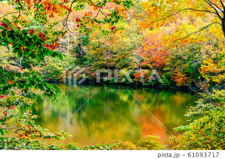 妙高・仙人池の紅葉 妙高・仙人池の紅葉 61093717