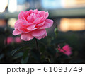 ピンクのバラ 61093749