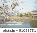 桜のある水辺 61093751