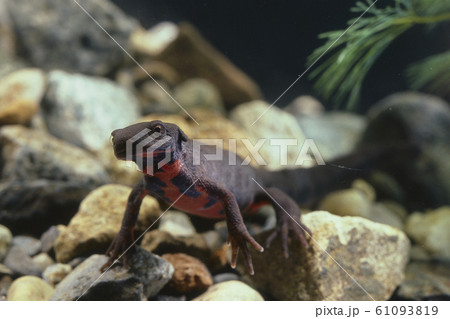 アカハライモリ 61093819