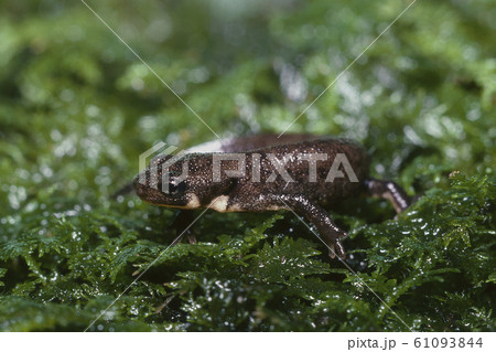 アカハライモリ 幼体 アカハライモリ 幼体 61093844