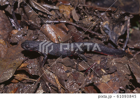 アカハライモリ雄 アカハライモリ雄 61093845