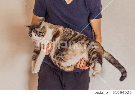Very fat cat is obese in the hands of the owner 61094029