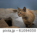 茶色の猫② 茶色の猫② 61094030