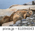 茶色の猫① 茶色の猫① 61094043