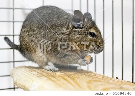 Squirrel degu in a cage close up 61094540