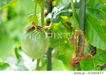 パッションフルーツ (8月) 家庭菜園 パッションフルーツ (8月) 家庭菜園 61094877