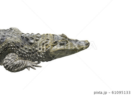 Crocodile portrait isolated on white background. 61095133