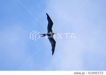 Frigate bird or Fregata andrewsi. Frigate bird or Fregata andrewsi. 61095572