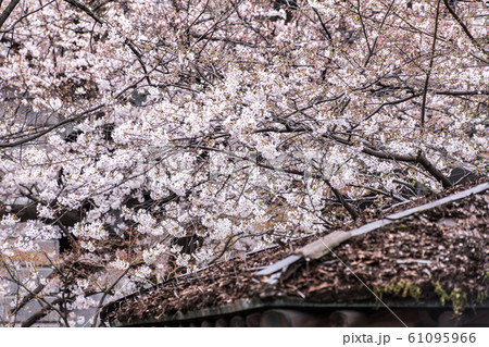 Sakura cherry blossom full bloom at Asukayama park, 櫻花,飛鳥山,東京,日本,櫻花季 61095966