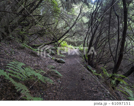 La Zarza nature park with path in beautiful mysterious Laurel forest, laurisilva in the northern part of La Palma, Canary Islands, Spain La Zarza nature park with path in beautiful mysterious Laurel forest, laurisilva in the northern part of La Palma, Canary Islands, Spain 61097151