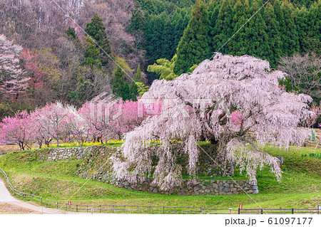 又兵衛桜 大宇陀本郷 又兵衛桜 大宇陀本郷 61097177