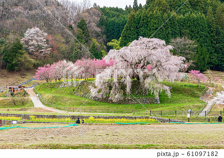 又兵衛桜 大宇陀本郷 又兵衛桜 大宇陀本郷 61097182