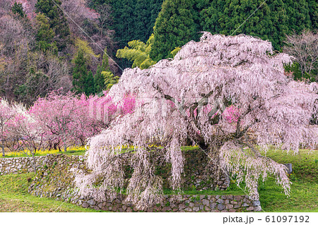 又兵衛桜 大宇陀本郷 又兵衛桜 大宇陀本郷 61097192