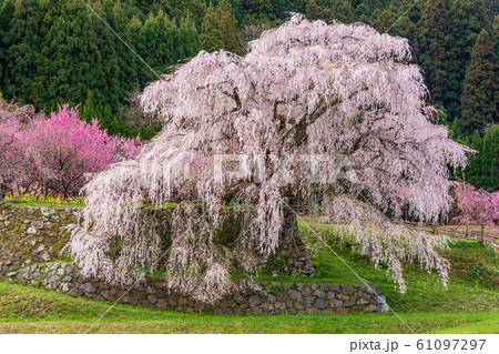 又兵衛桜 大宇陀本郷 61097297