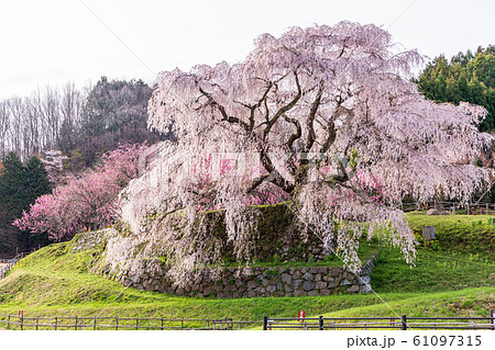 又兵衛桜 大宇陀本郷 61097315