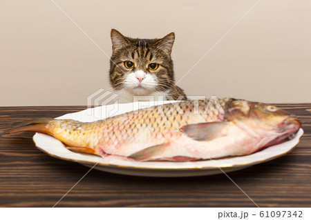 Grey cat wants to steal a big fish Grey cat wants to steal a big fish 61097342