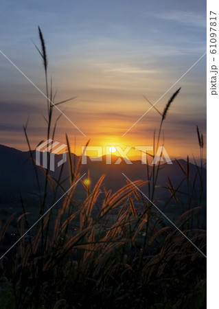 Sunset behind the mountain Flowers, trees and 61097817